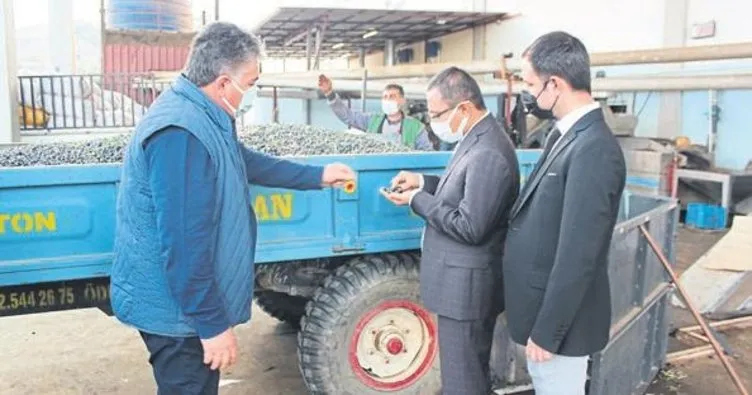 Üzümün başkentinde zeytin üretimi arttı