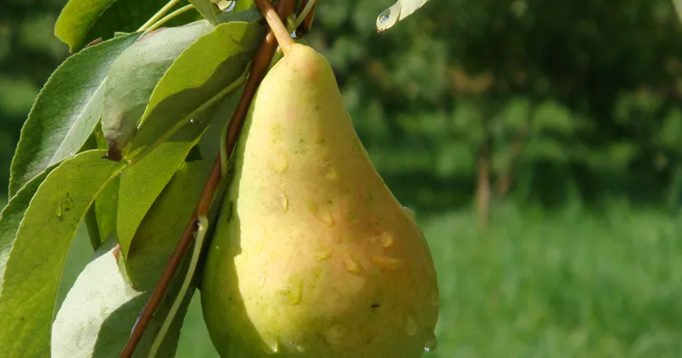 Armutun faydaları nelerdir? İşte Armut yararları! - Sağlık Haberleri