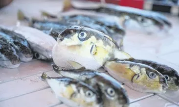 Balon balığı yedi, öldü