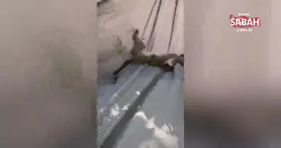 Firari maymun Bağcılar’da yakalandı | Video