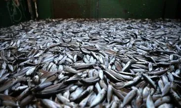 Denizlerde balık bolluğu, hamsi 80 liradan 40’a düştü