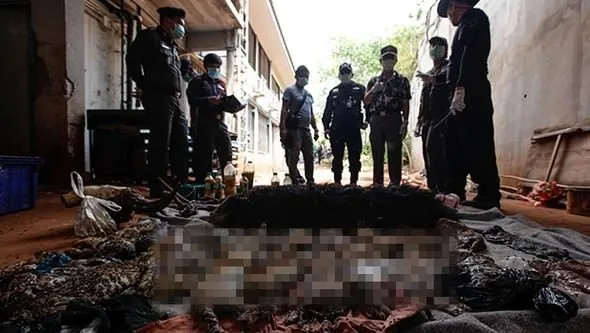 Tayland: Budist tapınağında 40 ölü kaplan yavrusu