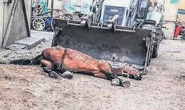 Kayıp atlara kayıt dışı ilaç