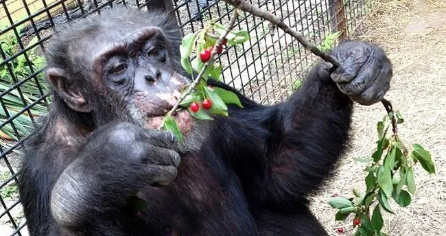 Şempanzelerin ‘yasal birey’ davası temyizde