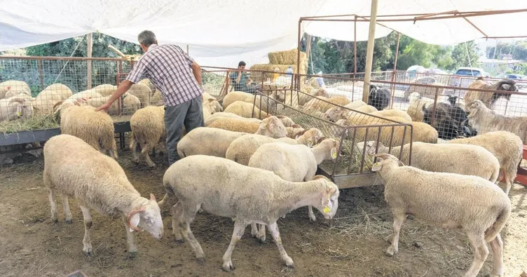 Küçükbaş 2.500 TL büyükbaş 30 bin TL