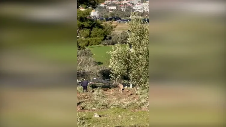 SABAH ortaya çıkarmıştı! Zeytin ağacı katliamında şok görüntüler: İş makinesiyle...
