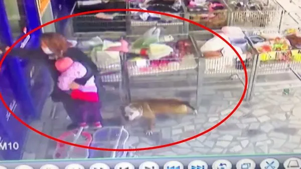 SON DAKİKA: Ankara'da pitbull köpeği dehşeti! Kucaktaki 2,5 yaşındaki kız çocuğunu böyle kaptı... | Video