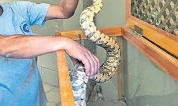 Valizden 2 metre boa yılanı çıktı