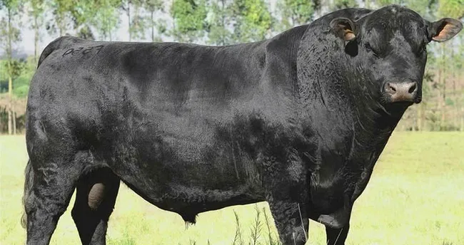 ruyada boga gormek kizgin boga boga guresi saldirmasi ne demektir ruya tabirleri haberleri ruyada boga gormek kizgin boga boga guresi saldirmasi ne demektir ruya tabirleri haberleri