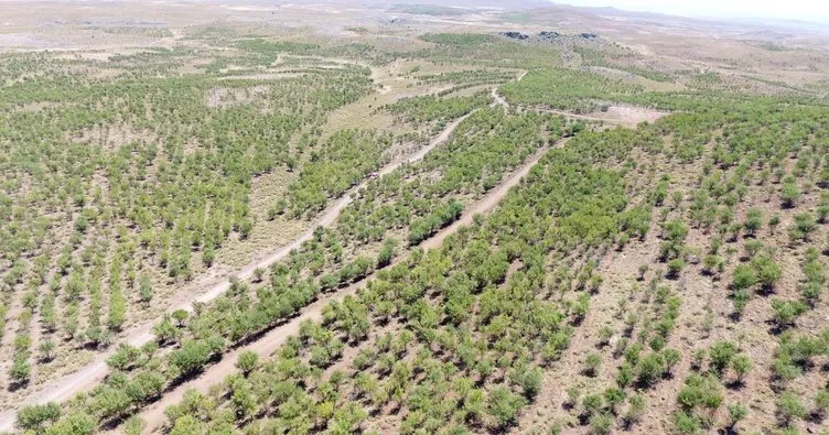 Şanlıurfa ormanlarında sıklık bakımı