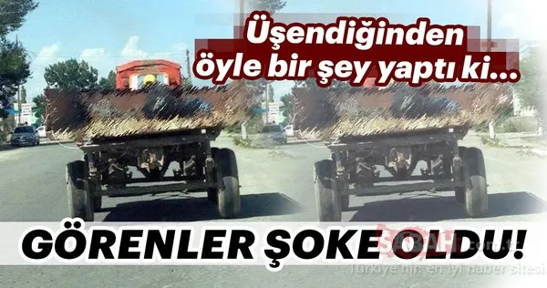 Dünyanın en üşengeç insanları!