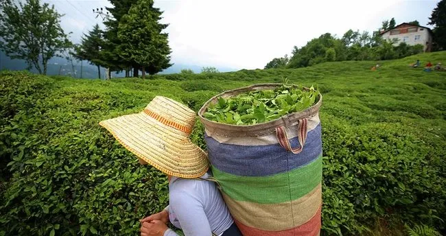 Tarım ve Orman Bakanlığı yaş çay desteğini artırdı