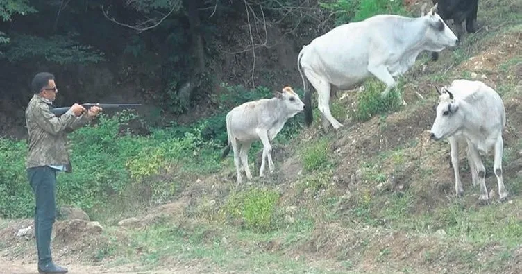 Vahşi inekleri yakalama timi