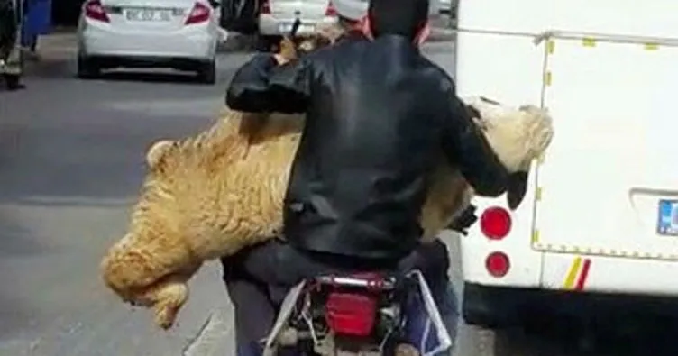 Motosiklette koyun taşıdılar