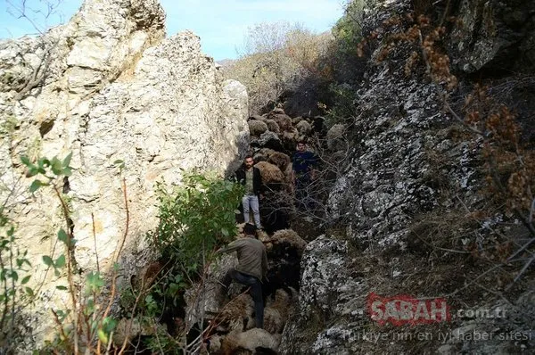 Bitlis’te uçurumdan düşen 315 koyun telef oldu