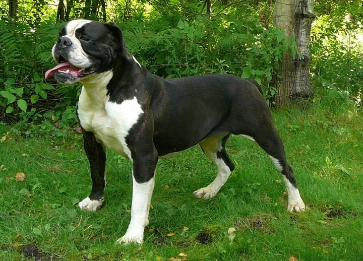 Dünyanın en güçlü 15 köpeği Sayfa 1 Galeri Dünya 28 Eylül 2018 Cuma