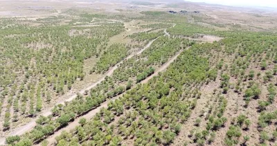 Şanlıurfa ormanlarında sıklık bakımı