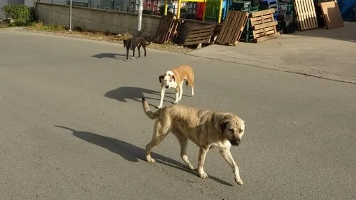 Sokak köpekleri dehşeti yaşattı: Hüsnü Kabataş bacaklarından yaralandı!