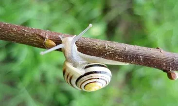 ruyada sumuklu bocek gormek ne anlama gelir haberleri son dakika ruyada sumuklu bocek gormek ne anlama gelir gelismeleri