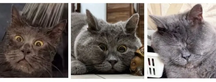 Instagramı sallayan kedi! Dünya onu izliyor: Öyle bir özelliği var ki...