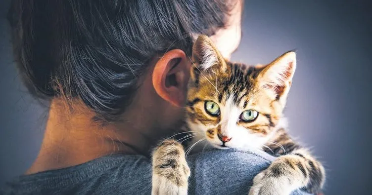 Evde kedi besleyen her dört kişiden birinde kedi alerjisi var