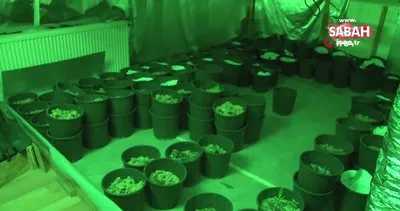 Esenyurt’ta uyuşturucu serasına çevrilen eve operasyon: 15 kilogram esrar ele geçirildi | Video