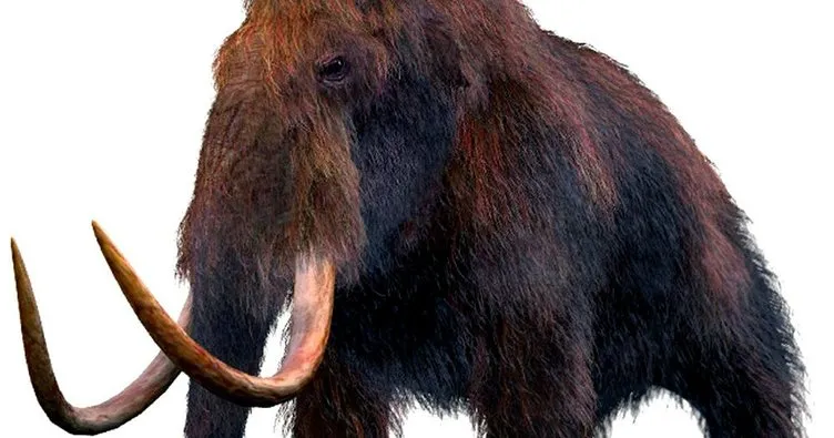Çin’de 1 ton mamut dişi ele geçirildi