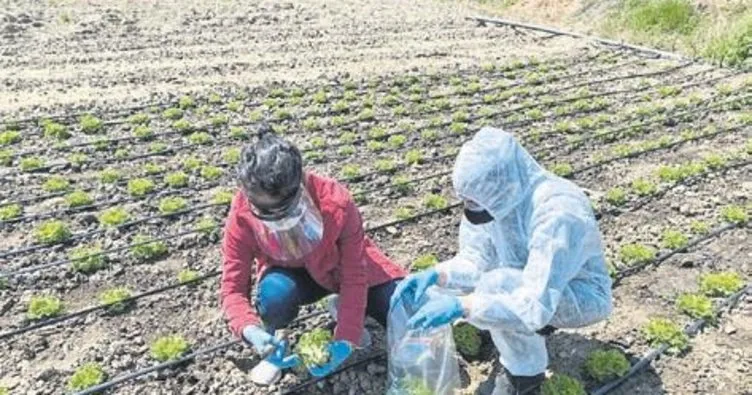 Gıda ürünlerine tarlada denetim