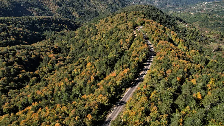 Türkiye’nin En Yeşil İlleri Belli Oldu! İşte %50 Orman Barajını Aşan 14 Şehir!