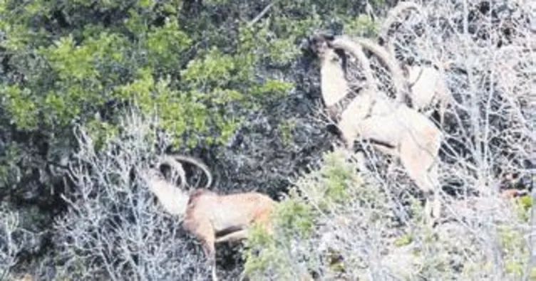 Yaban keçileri görüntülendi