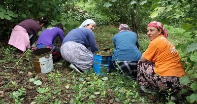 Fındık üreticisine uyarı!