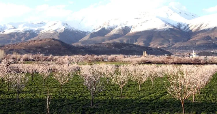 Erzincan’da kayısı ağaçları renk cümbüşü yaşatıyor