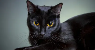 Bu kedi bildiğiniz kediler gibi değil! Bilgisayarınızdaki tüm dosyaları şifreliyor ve karşılığında Bitcoin istiyor!