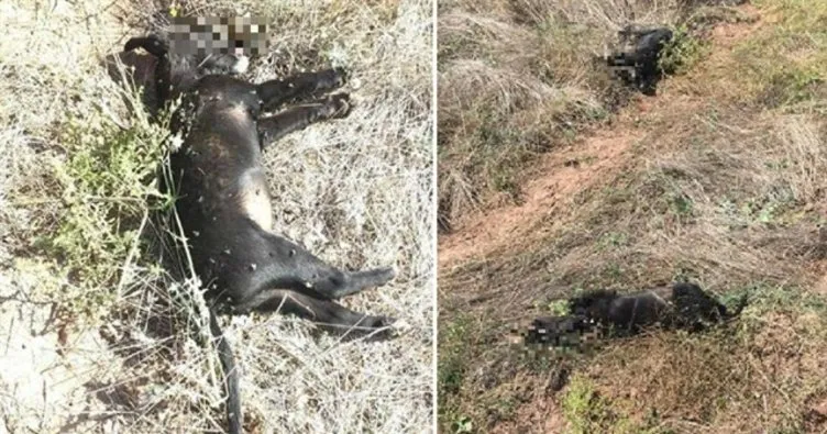 KKTC’de ağaca asılan 2 köpek ölü bulundu