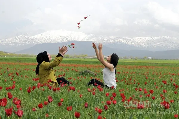 Bingöl'de kırmızı lale zamanı!