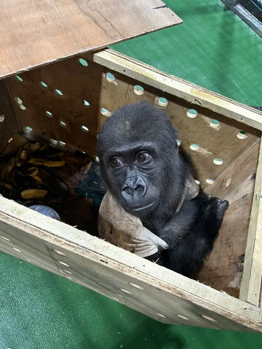 İstanbul Havalimanı’nda goril yakalandı! Ekipler gözlerine inanamadı!