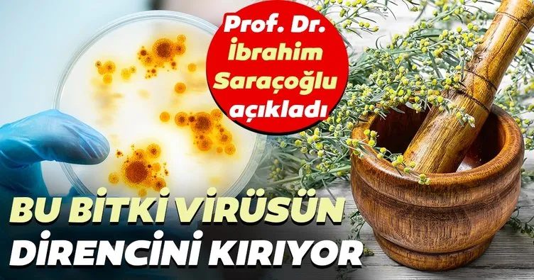 Prof. Dr. İbrahim Saraçoğlu açıkladı! Artemisia bitkisi virüsün direncini kırıyor