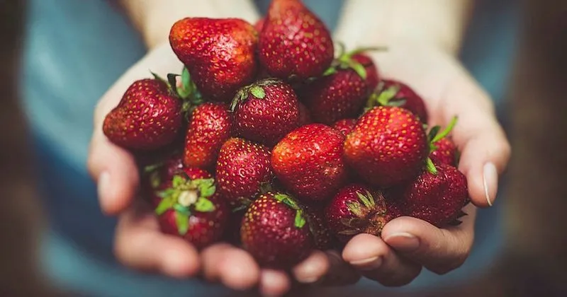 ruyada cilek gormek cilek yemek cilek koklamak curuk cilek gormek ne anlama gelir ruya tabirleri haberleri