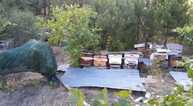 SON DAKİKA... Bütün köy diken üstünde! Korkudan bahçeye bile çıkamıyorlar: İnsan gibi toplamış, yemiş!