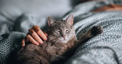 Kediniz meğer bu yüzden sizinle birlikte uyuyormuş!