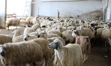 Elazığ’da küçükbaş hayvancılık gelişiyor