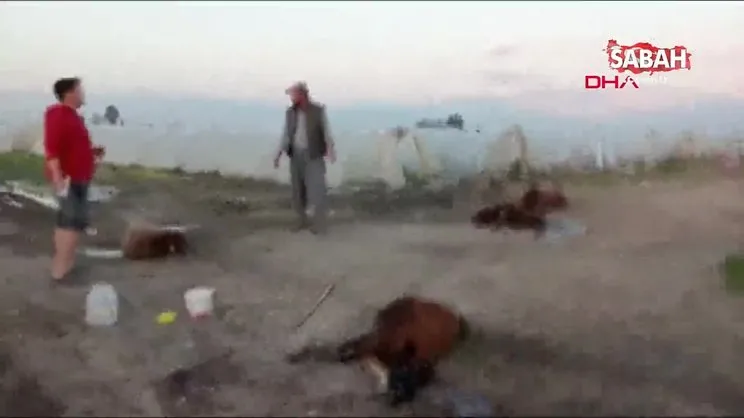 Otlaktan dönen 25 koyun yolda bir bir öldü | Video