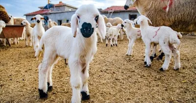 Kırsalda Küçükbaş Bereketi... İşte projede merak edilenler