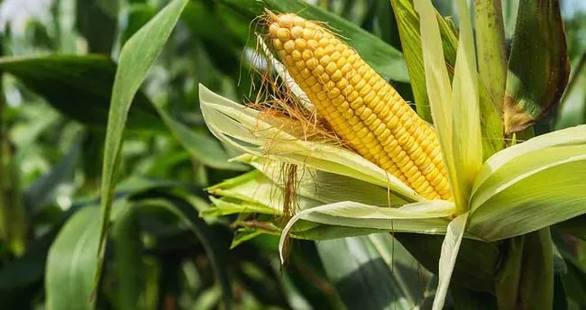 Mısırın Diğer Adı Nedir? Mısırın Diğer Adı ve Yöresel İsimleri