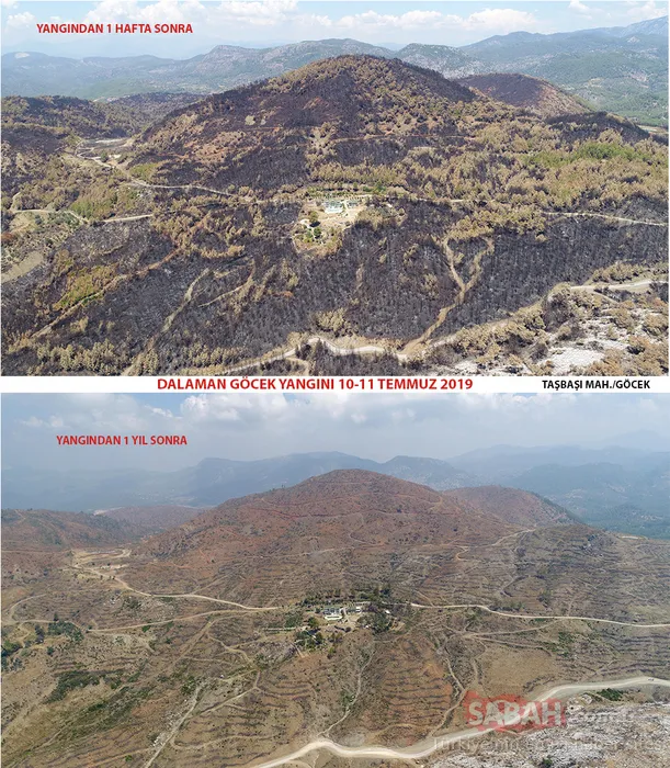 Muğla'da yanan alanlar tekrar yeşeriyor