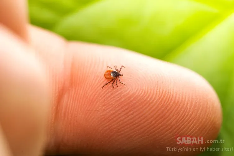 Korona sonrası doğa gezileri trend ama Lyme hastalığı riskine dikkat