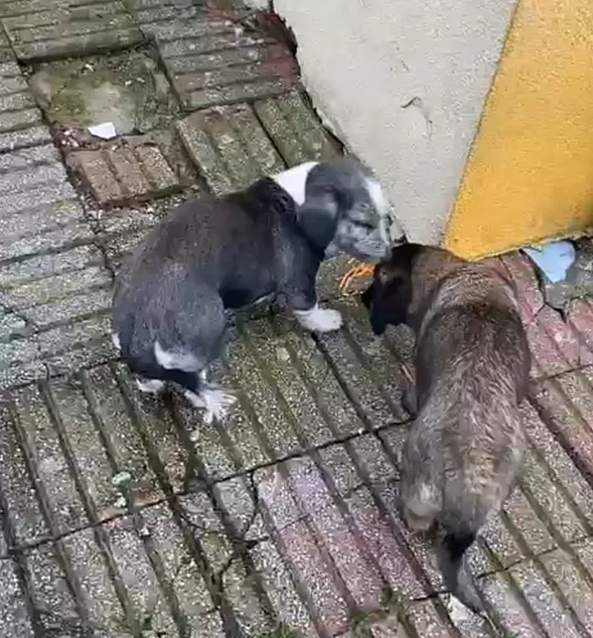 Okulda köpek saldırısı: 9 yaşındaki öğrenciyi ısırdılar! Müdür yardımcısının sözleri şaşırttı!