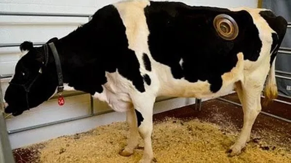 Vahşet! Birkaç litre fazla süt için ineklere yaptıklarına bakın