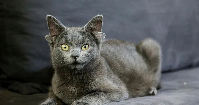 Dört kulaklı kedi "Midas"ın sosyal medya hesabı büyük ilgi görüyor - Yaşam Haberleri