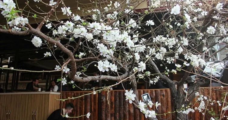 Erzincan’da ağaçlar çiçek açtı